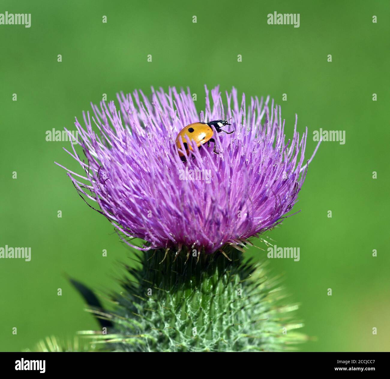 Marienkaefer, Coccinella semptempunctata, ist ein huebscher roter della Kaefer mit schwarzen Punkte. Insekt Das ist sehr nuetzlich und frisst viele Blattlae Foto Stock