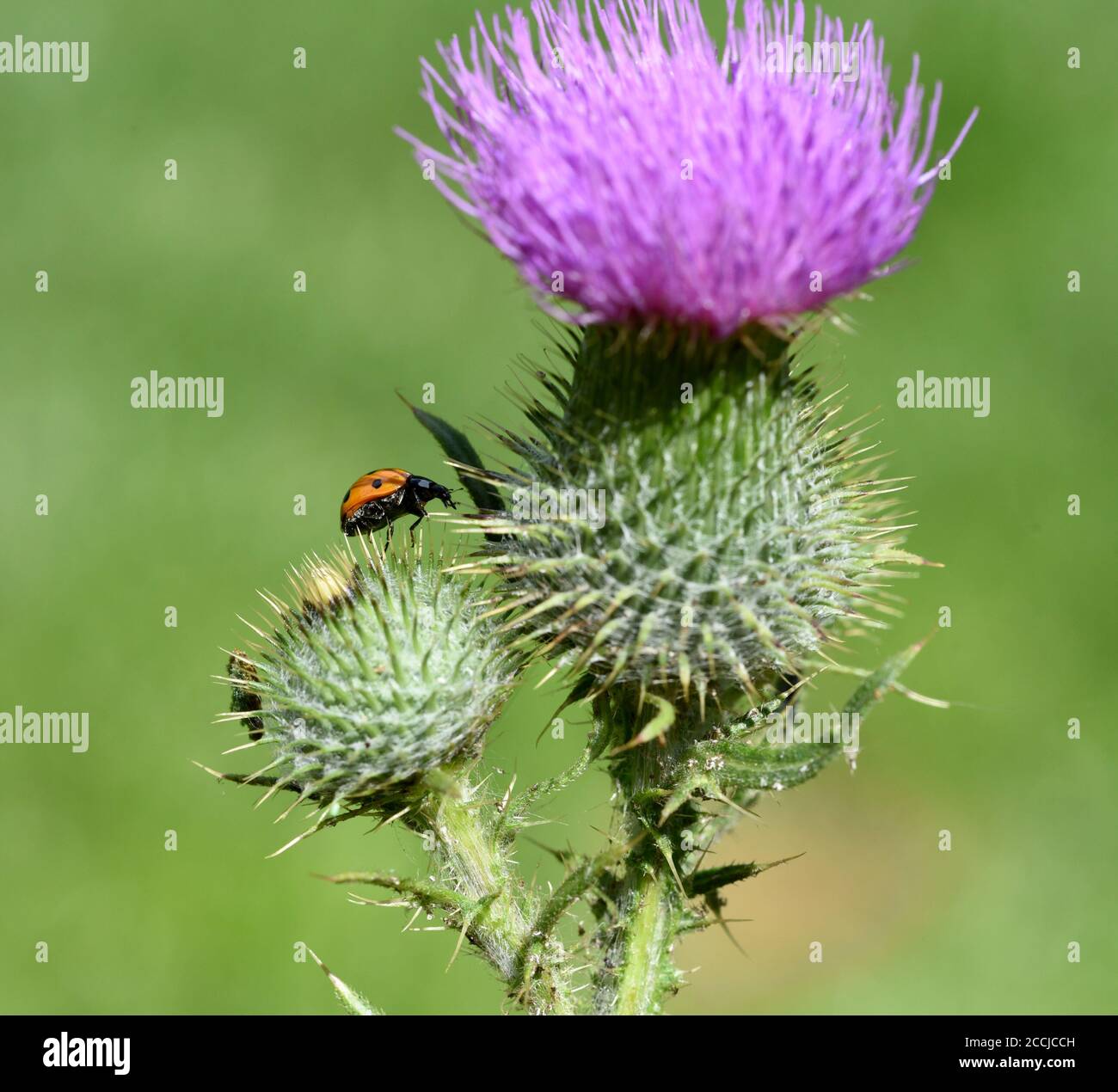 Marienkaefer, Coccinella semptempunctata, ist ein huebscher roter della Kaefer mit schwarzen Punkte. Insekt Das ist sehr nuetzlich und frisst viele Blattlae Foto Stock