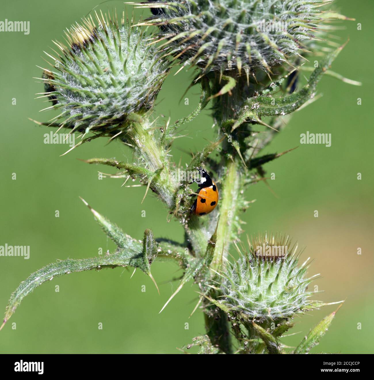 Marienkaefer, Coccinella semptempunctata, ist ein huebscher roter della Kaefer mit schwarzen Punkte. Insekt Das ist sehr nuetzlich und frisst viele Blattlae Foto Stock