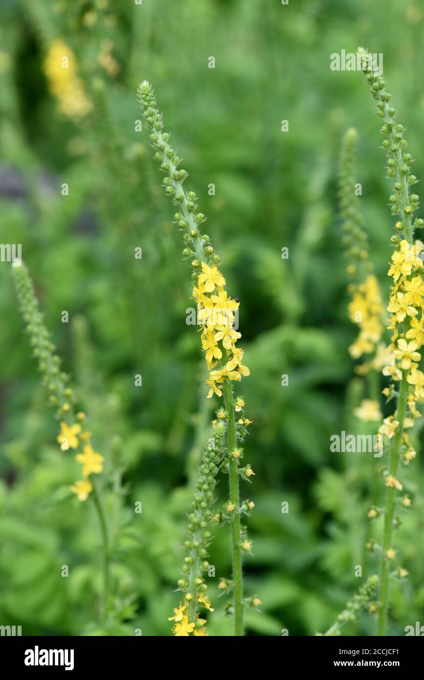 Odermenning, Agrimonia, Eupatoria, ist eine wichtige Heilpflanze mit gelben Blueten. Sie ist eine schoene Staudenpflanze und wird auch in der Medizin Foto Stock