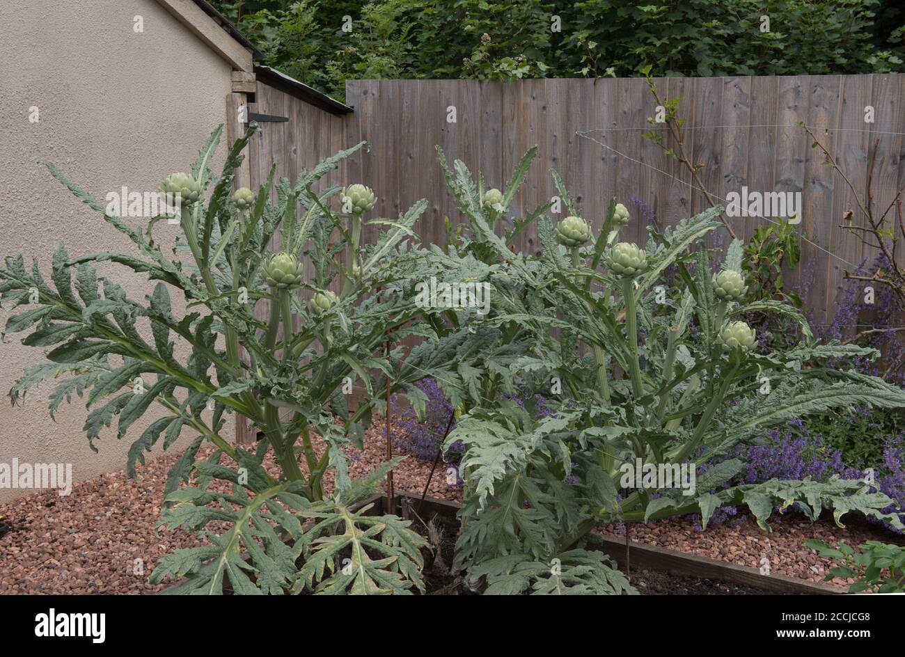 Teste di fiore su una pianta di carciofo del globo (Cynara cardunculus var. Scolymus) che cresce in un letto rialzato su un'assegnazione organica in un giardino di verdure Foto Stock