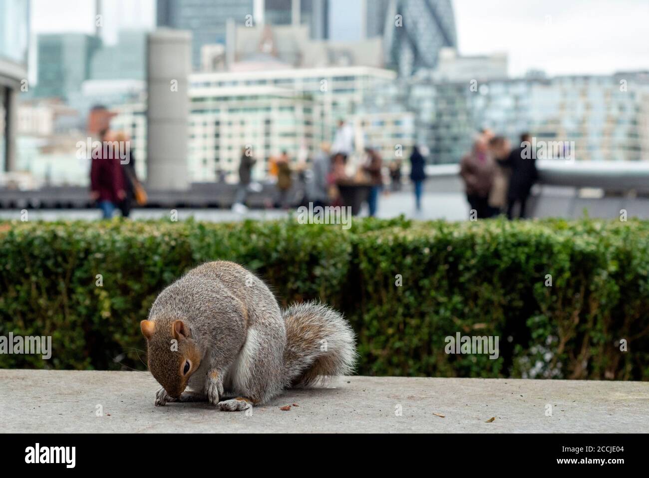 Scoiattolo grigio orientale o Sciurus carolinensis in ambiente urbano visto Dal Municipio come effetto antropogenico a Londra UK Foto Stock