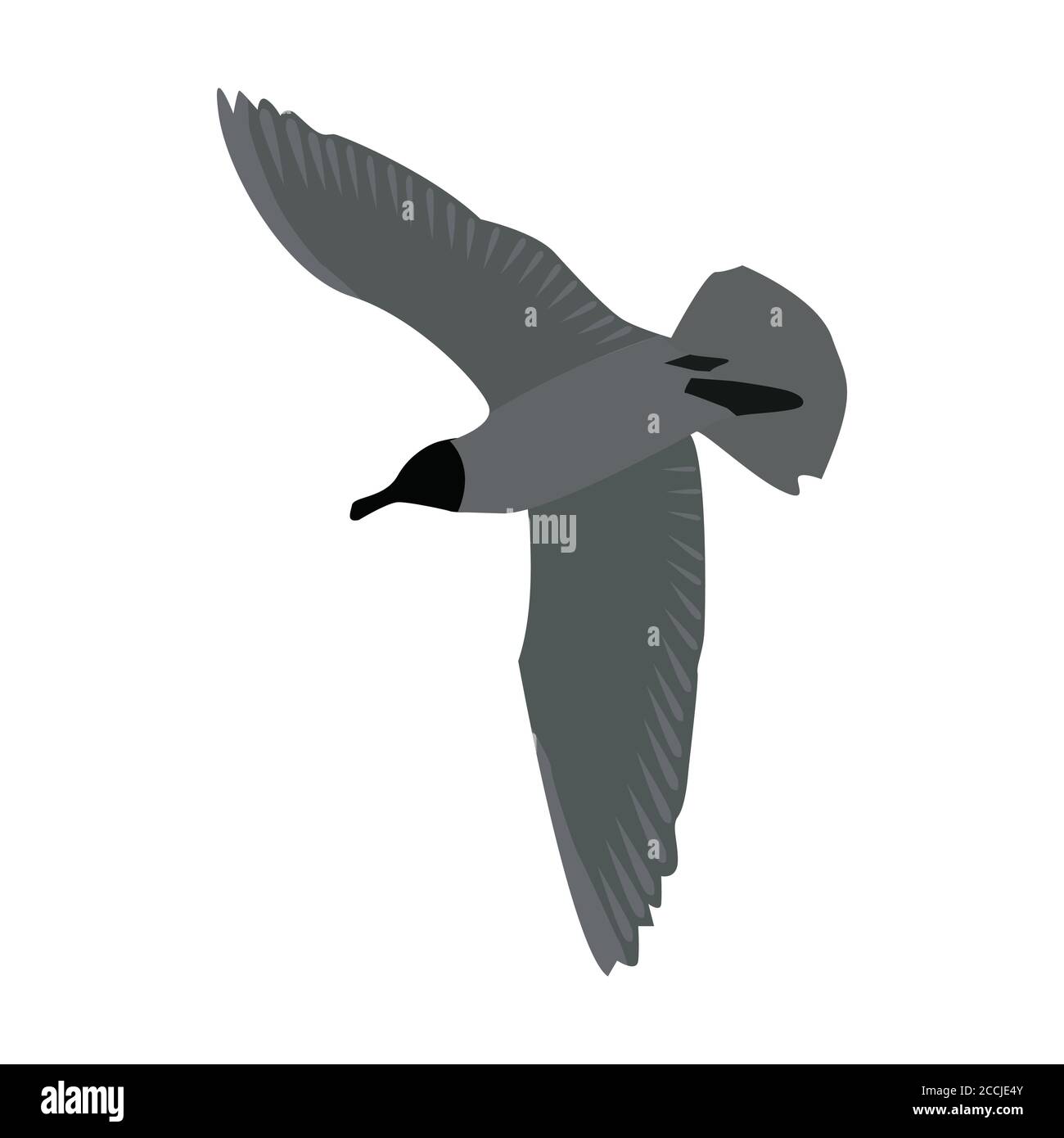 Vista dal basso di un gabbiano volante con ali sparse isolate su bianco. Uccello tern volante. Colori grigi. Vettore EPS10. Illustrazione Vettoriale