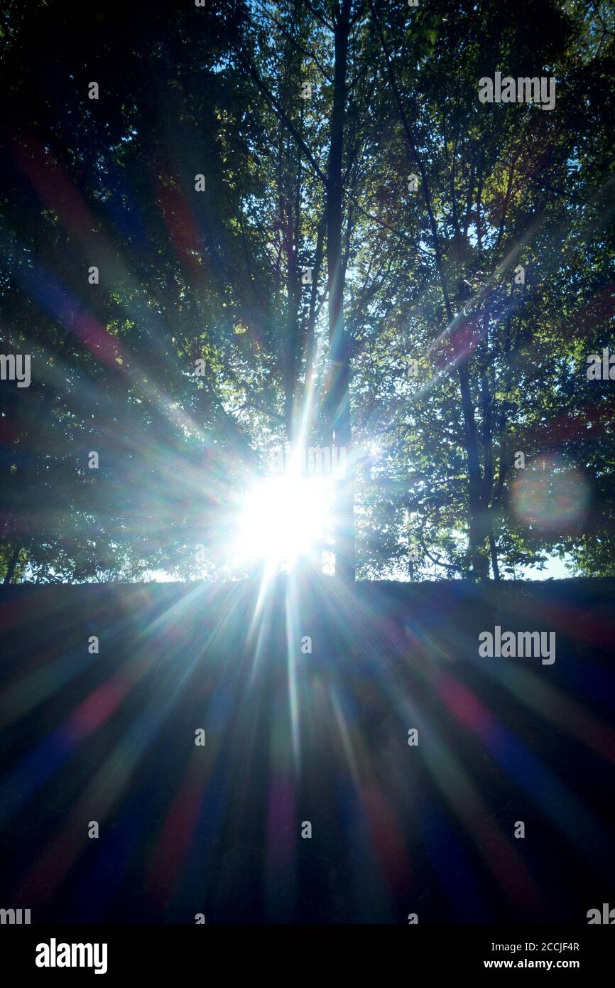 sole flare da dietro gli alberi Foto Stock