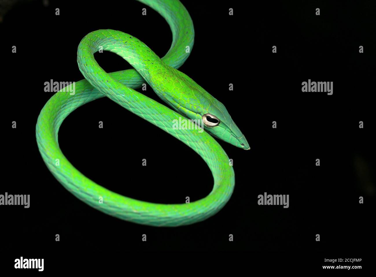 Il serpente orientale della frusta è un serpente arboreo sottile e delicato Foto Stock