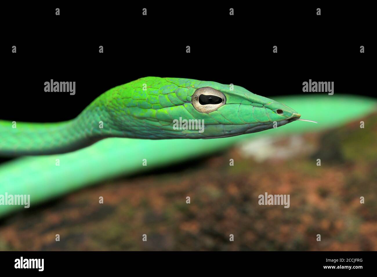 Il serpente orientale della frusta è un serpente arboreo sottile e delicato Foto Stock