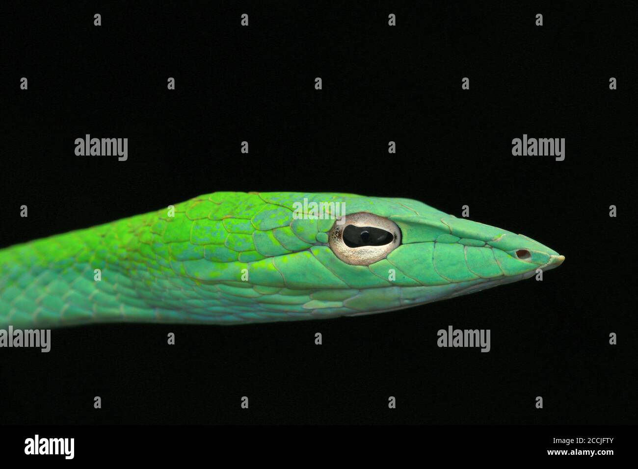 Il serpente orientale della frusta è un serpente arboreo sottile e delicato Foto Stock