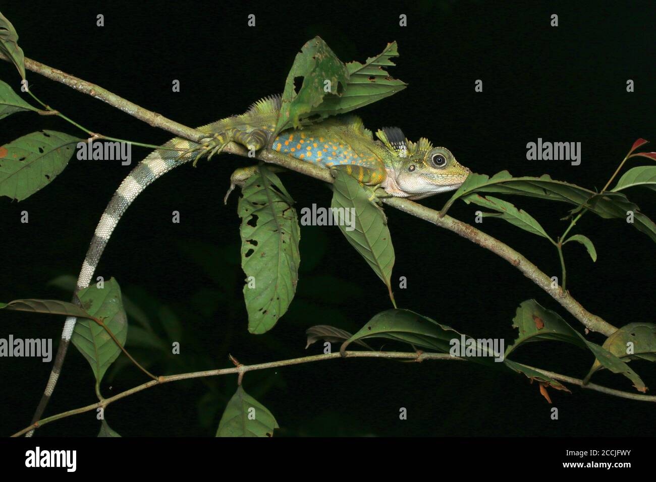 Maschio Grande Anglehead Lizard che perching su un albero basso, Gonocephalus grandis, Foto Stock