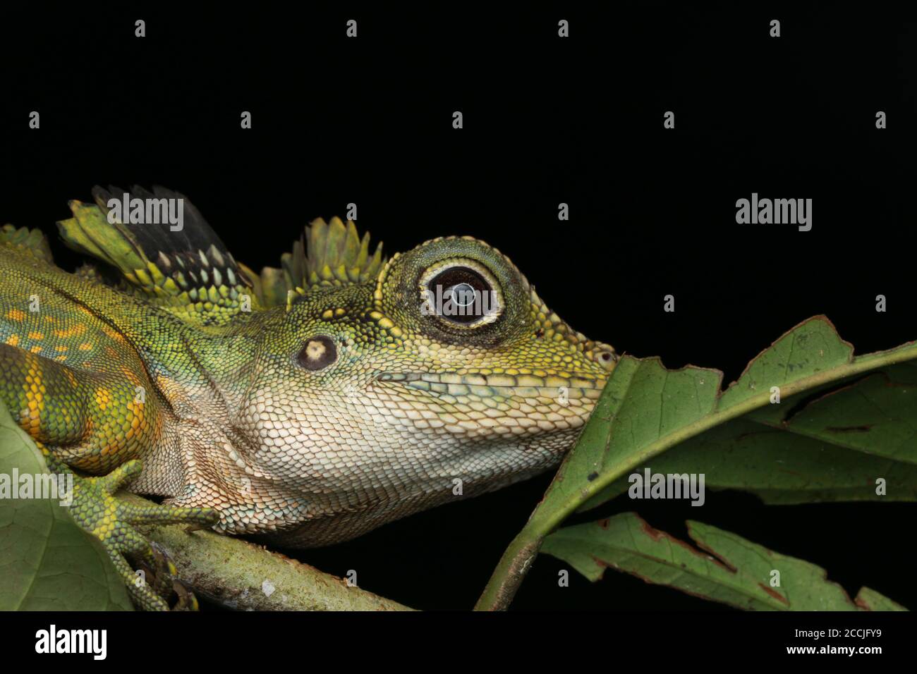 Maschio Grande Anglehead Lizard che perching su un albero basso Foto Stock