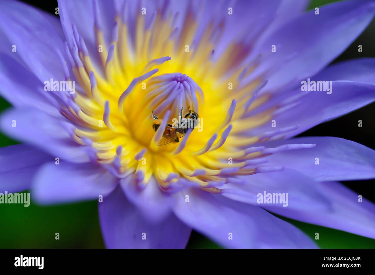 fiore di loto o di loto viola e un'ape Foto Stock