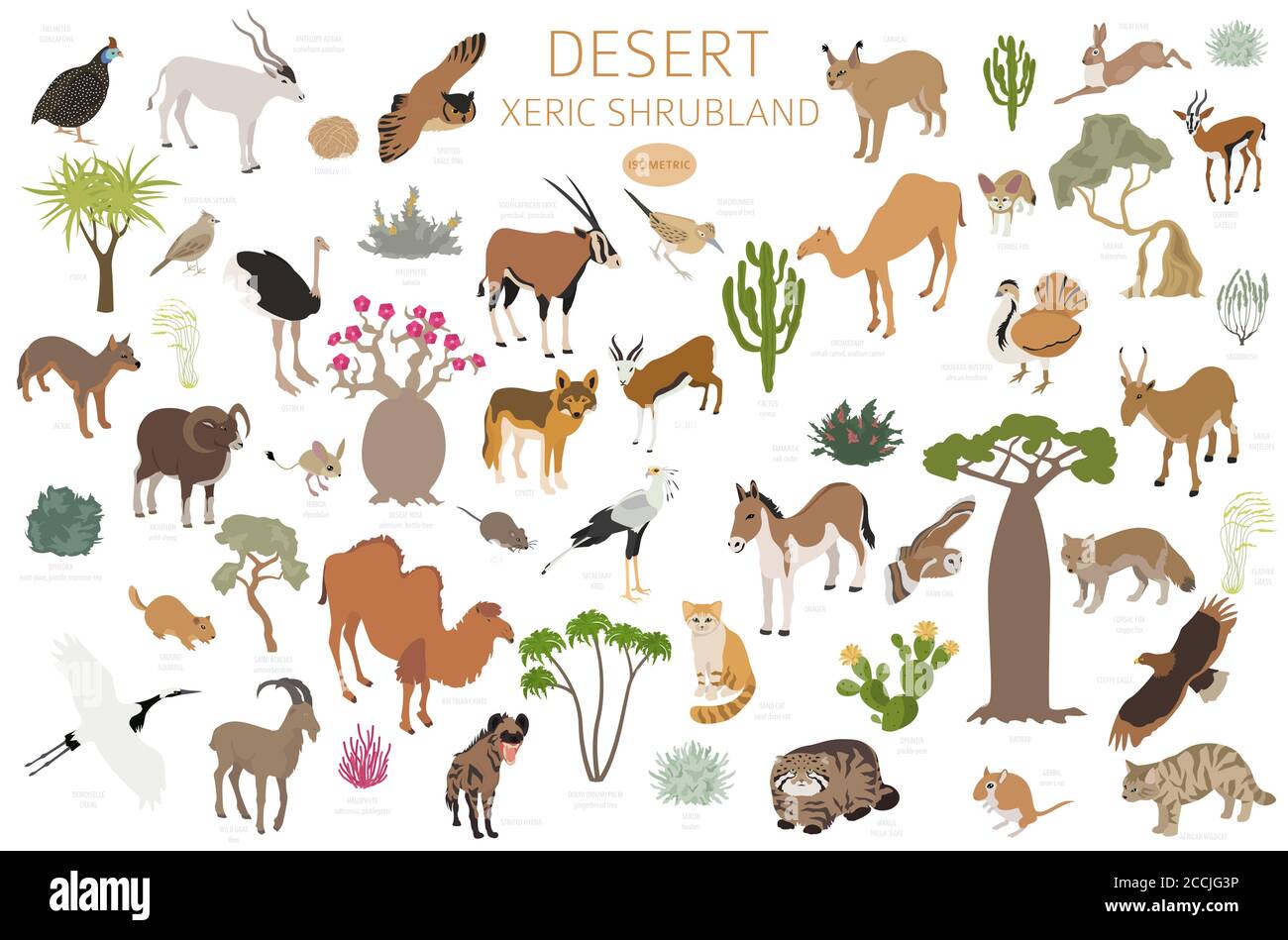 Bioma del deserto, bioma xerico del shrubland, infografica della regione naturale. Mappa mondiale dell'ecosistema terrestre. Animali, uccelli e vegetazioni Set isometrico. Illustrazione Vettoriale