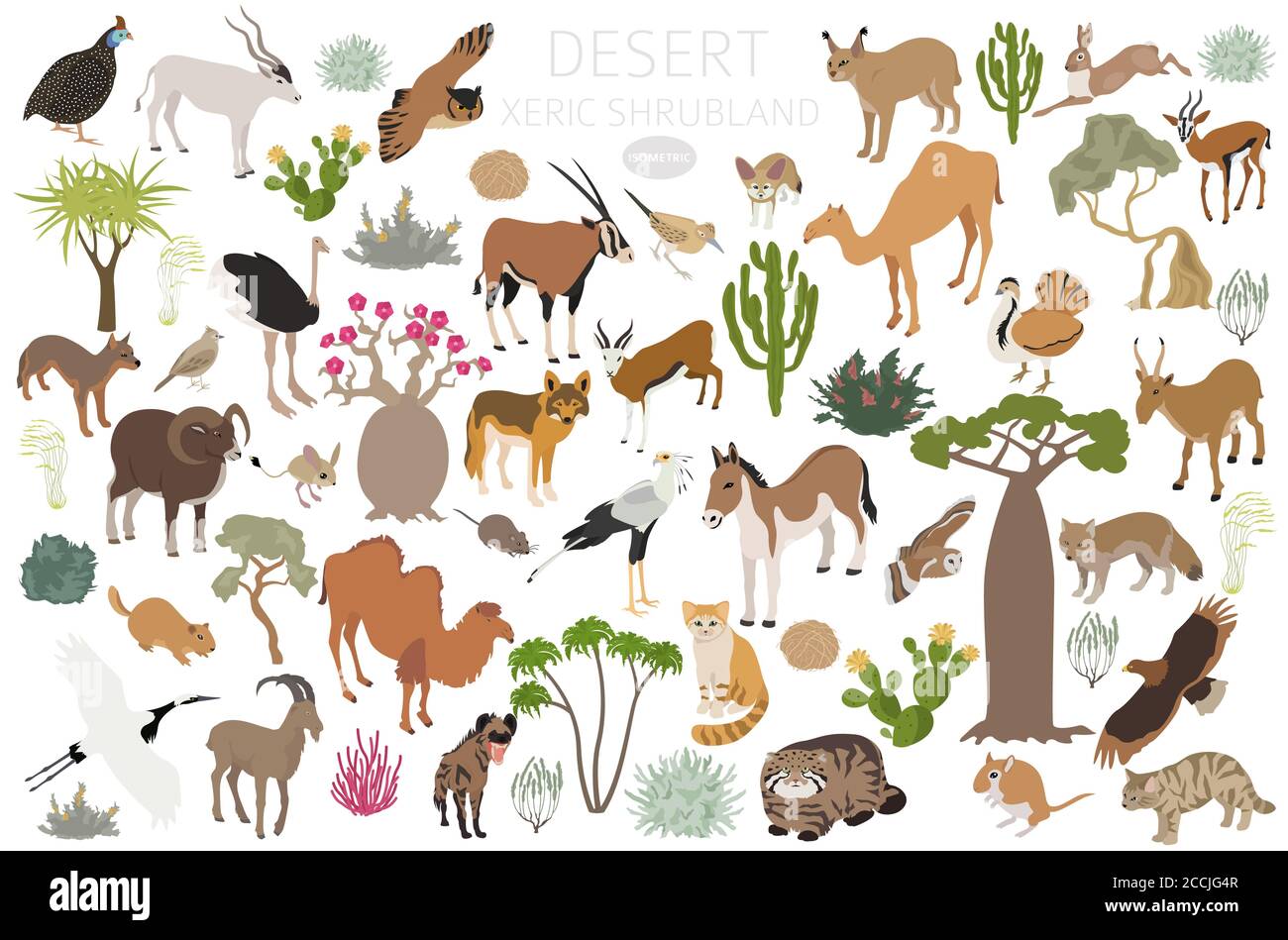 Bioma del deserto, bioma xerico del shrubland, infografica della regione naturale. Mappa mondiale dell'ecosistema terrestre. Animali, uccelli e vegetazioni Set isometrico. Illustrazione Vettoriale