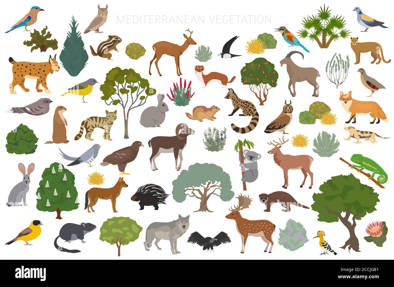 Bioma della vegetazione mediterranea, infografica della regione naturale. Mappa mondiale dell'ecosistema terrestre. Set di design per animali, uccelli e vegetazioni. Illustratore vettore Illustrazione Vettoriale