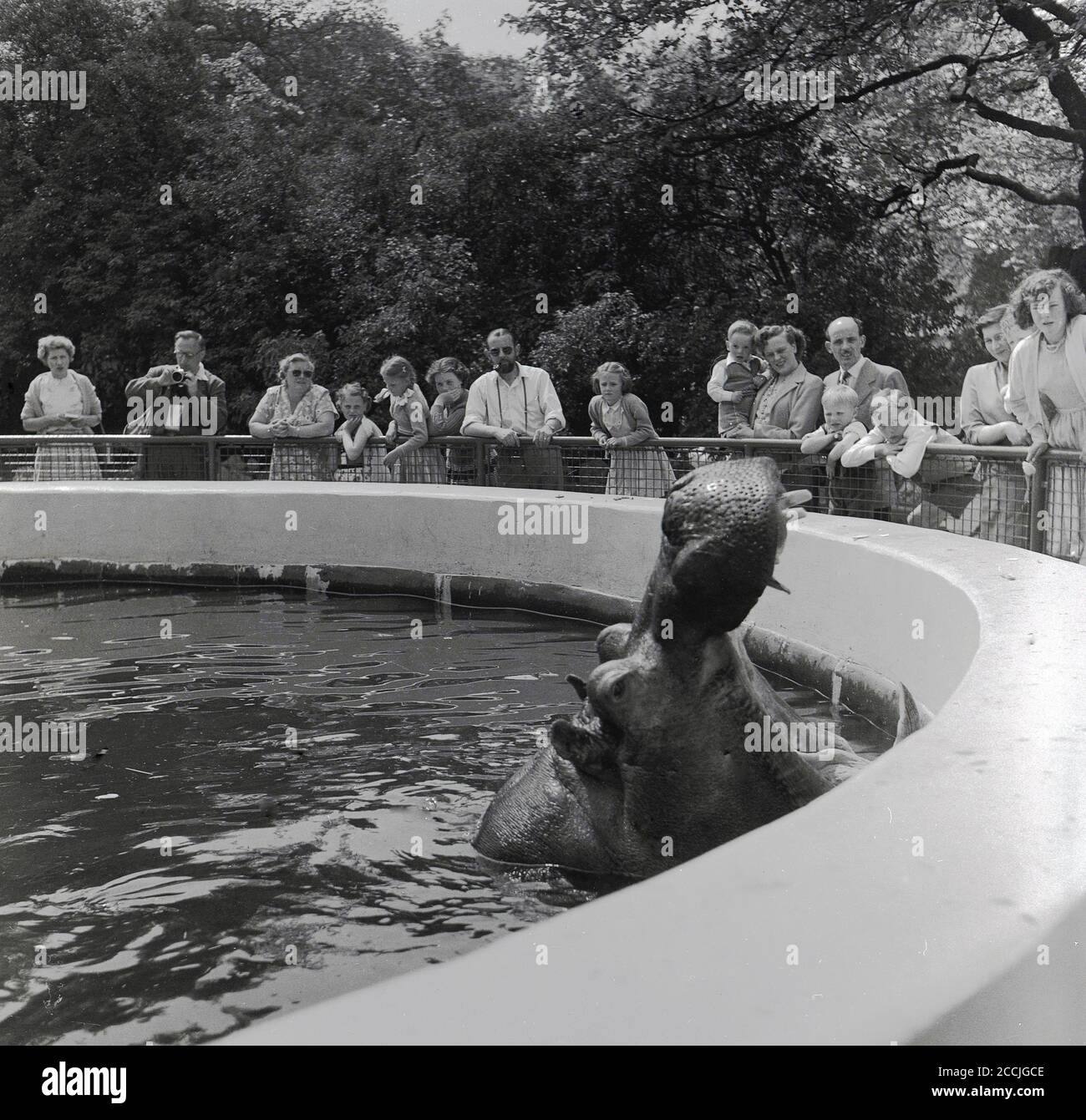 Anni '50, storico, un ippopotamo in uno zoo in acqua che apre la sua ampia bocca ai visitatori di osservazione, mostrando le sue grandi zecche canine, Inghilterra, Regno Unito. Nella natura selvaggia, ippopotami frequenti fiumi, laghi e paludi, con quegli animali in giardini zoologici che vivono in e da piscine d'acqua mand-made o laghi. L'ippopotami è considerato uno degli animali più pericolosi del mondo a causa della sua natura aggressiva e imprevedibile. Foto Stock