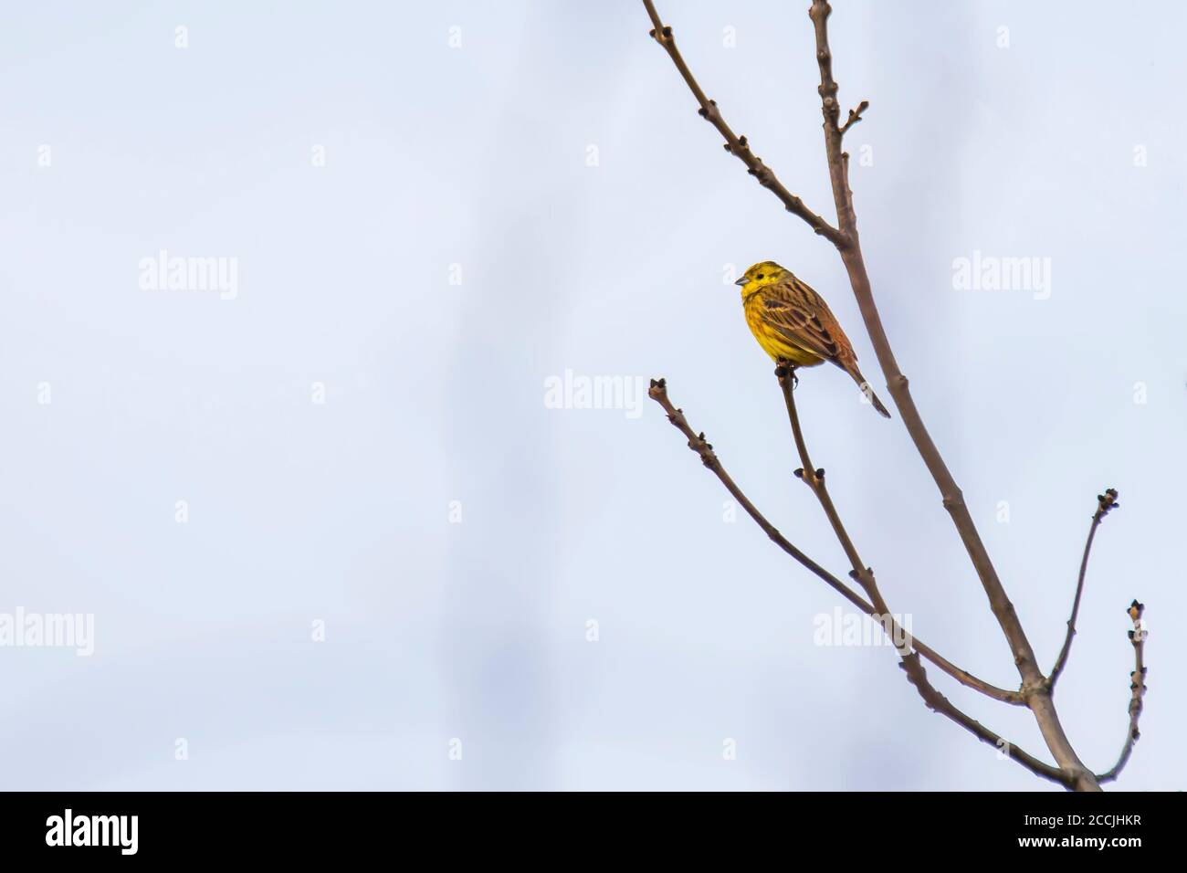 canzone uccello giallo martello su un albero Foto Stock
