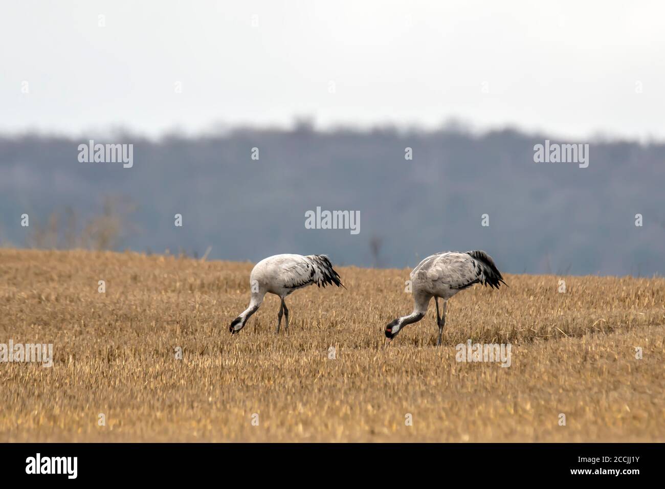 le gru eurasiatiche atterrano su un campo di korn raccolto Foto Stock