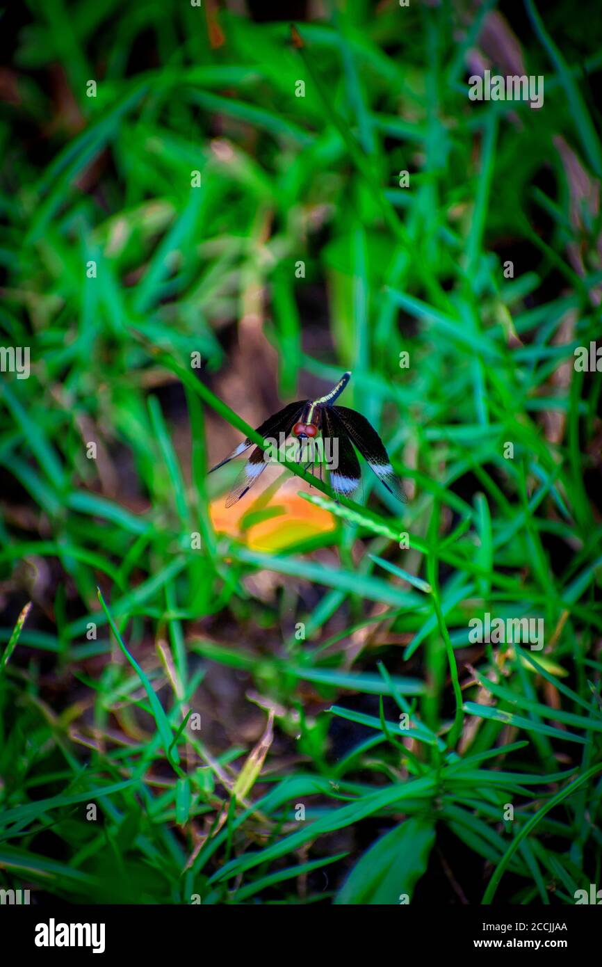 La più bella Black Grasshopper è sull'erba in Bangladesh. Foto Stock
