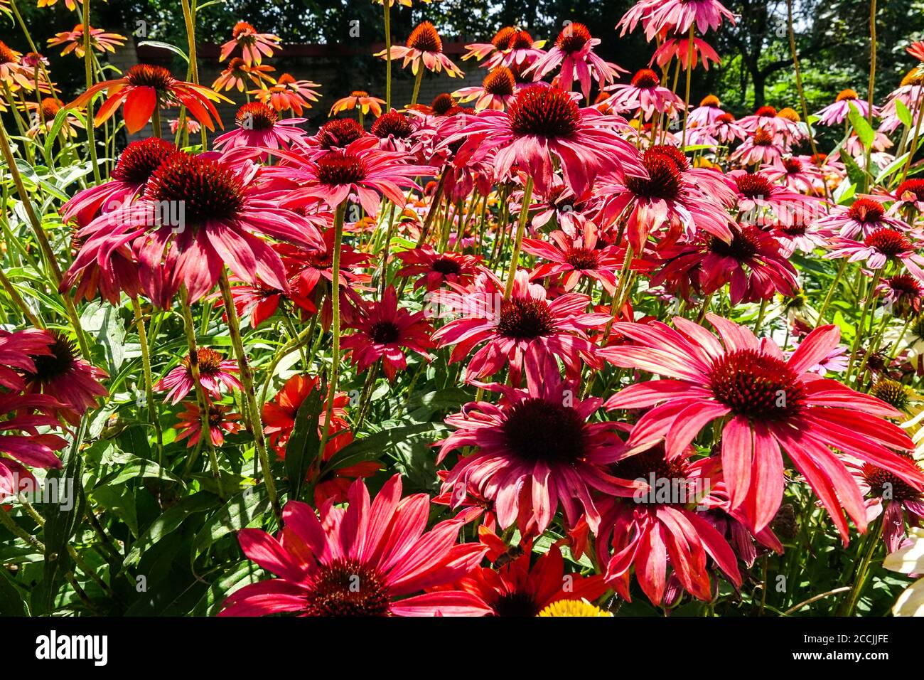 Rosso estate fiorito giardino coneflower letto Foto Stock
