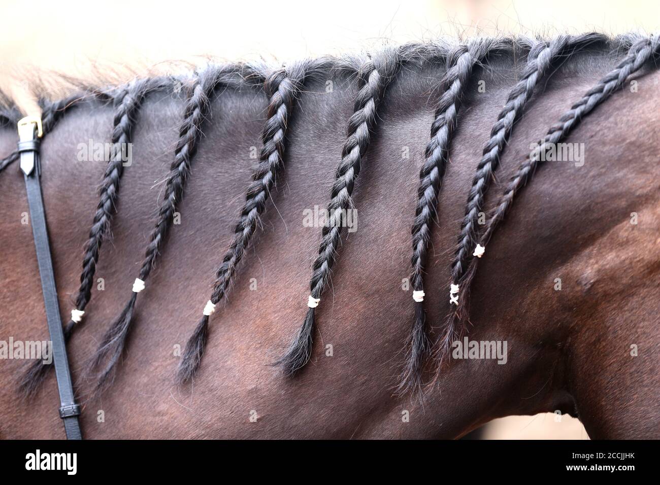 Mane cavallo intrecciato. Cavallo colorato baia con creme nero con trecce Foto Stock