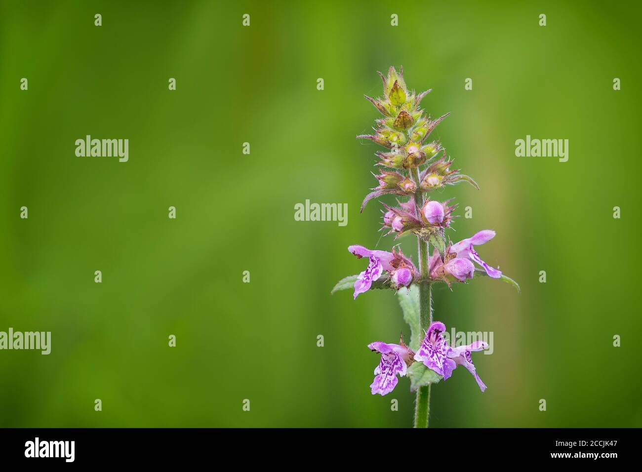 Primo piano di un Woundwort Marsh, Stachys palustris, hedgenortica Marsh, fiore in fiore in estate Foto Stock