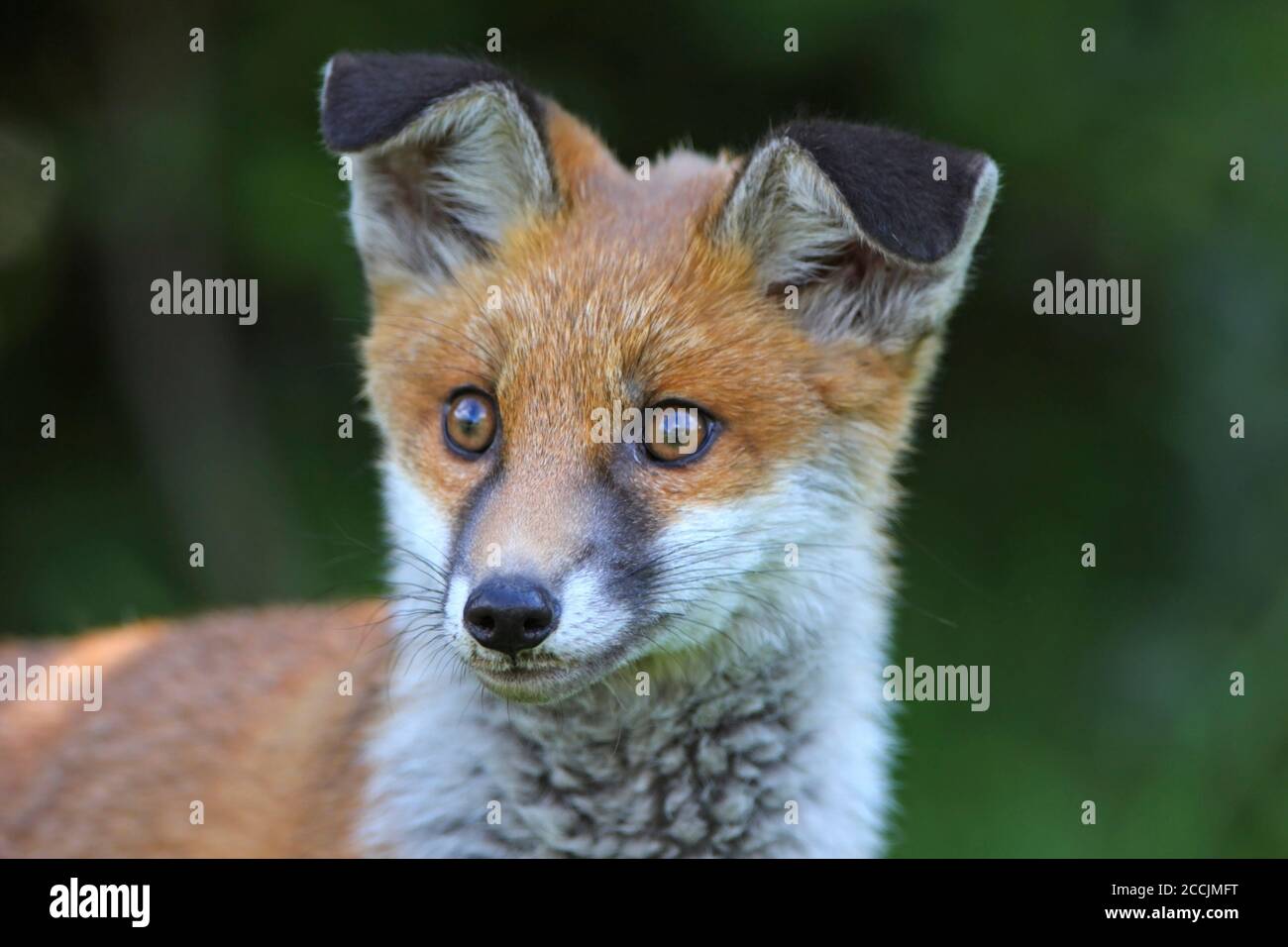 RED FOX (Vulpes vulpes) closeup testa e viso, Regno Unito. Foto Stock
