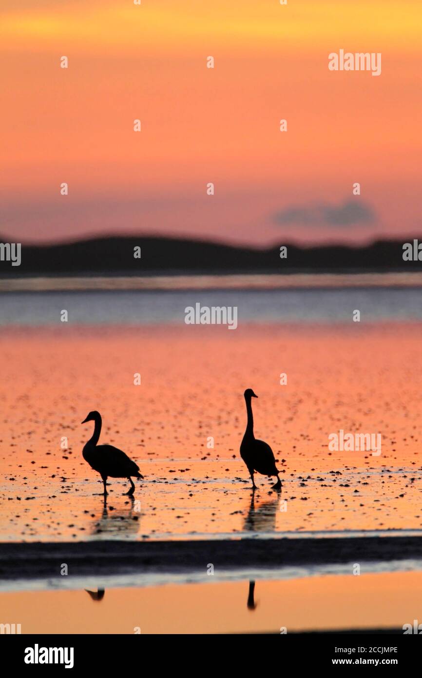 MUTE SWAN in silhouette, Regno Unito. Foto Stock