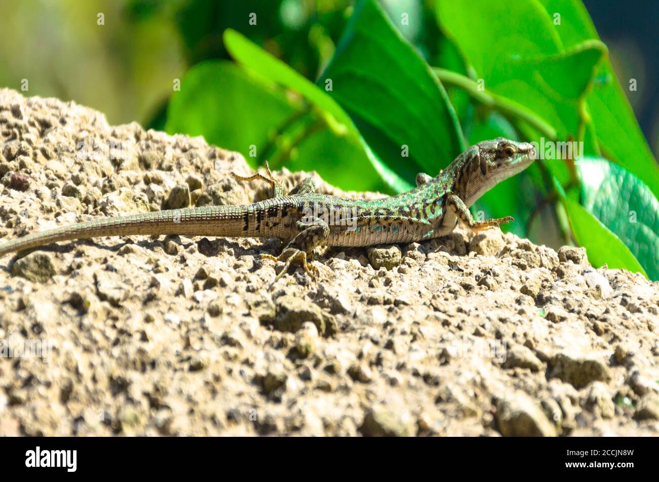 Comune lucertola italiana - Podarcis siculus Foto Stock