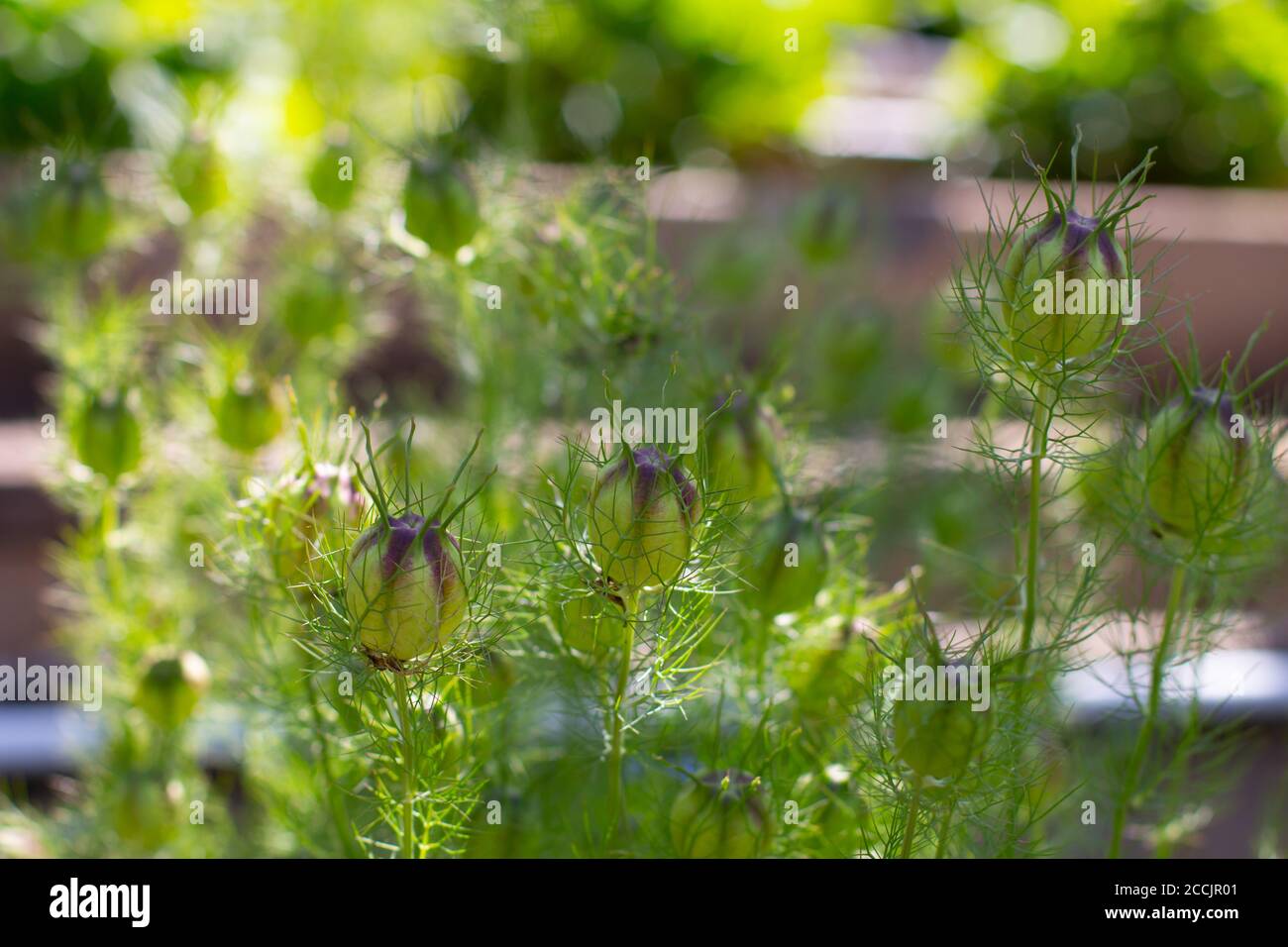 Semi di un cumino nero chiamato anche Nigella damascena, schwarzkuemmel o Jungfer im gruenen Foto Stock