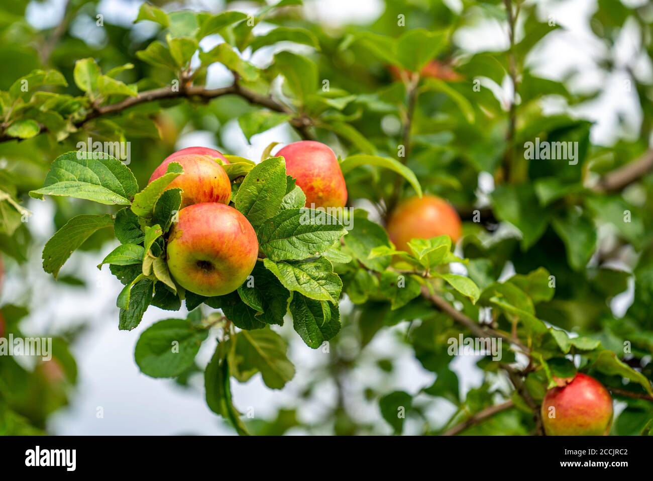 Varietà di mele antiche, il principe Albrecht di Prussia, frutteto di prati, mela da dessert, mela, canapa, NRW, Germania, Foto Stock