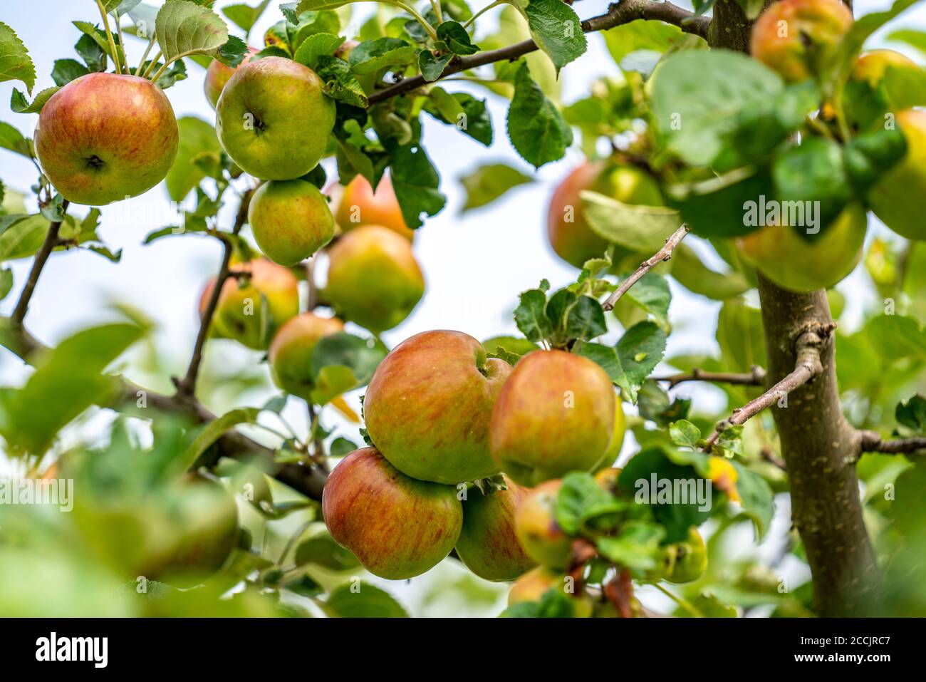 Mela vecchia, mela rossa, frutteto di prato, mela da tavola, mela, canapa, NRW, Germania, Foto Stock