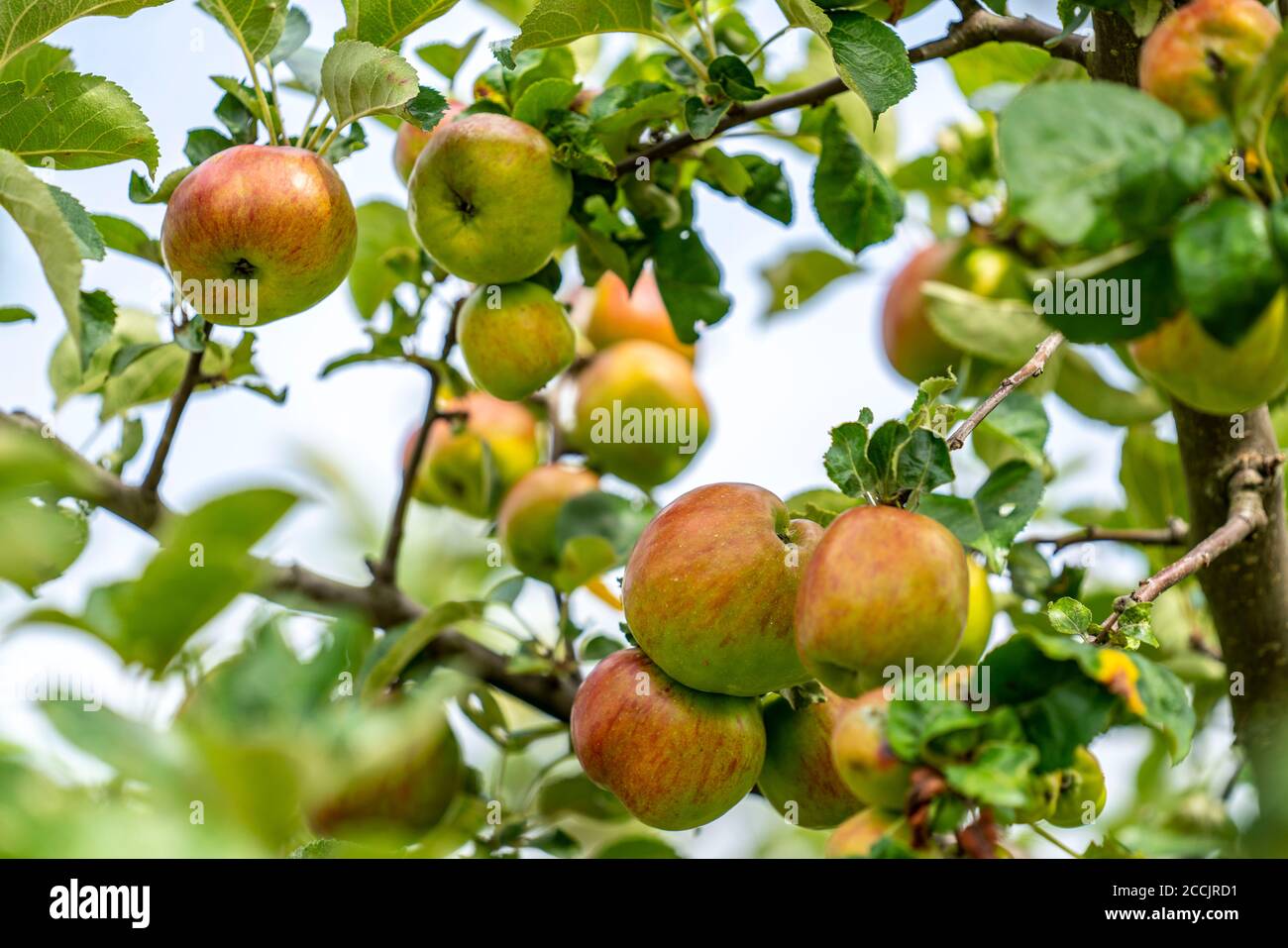 Mela vecchia, mela rossa, frutteto di prato, mela da tavola, mela, canapa, NRW, Germania, Foto Stock