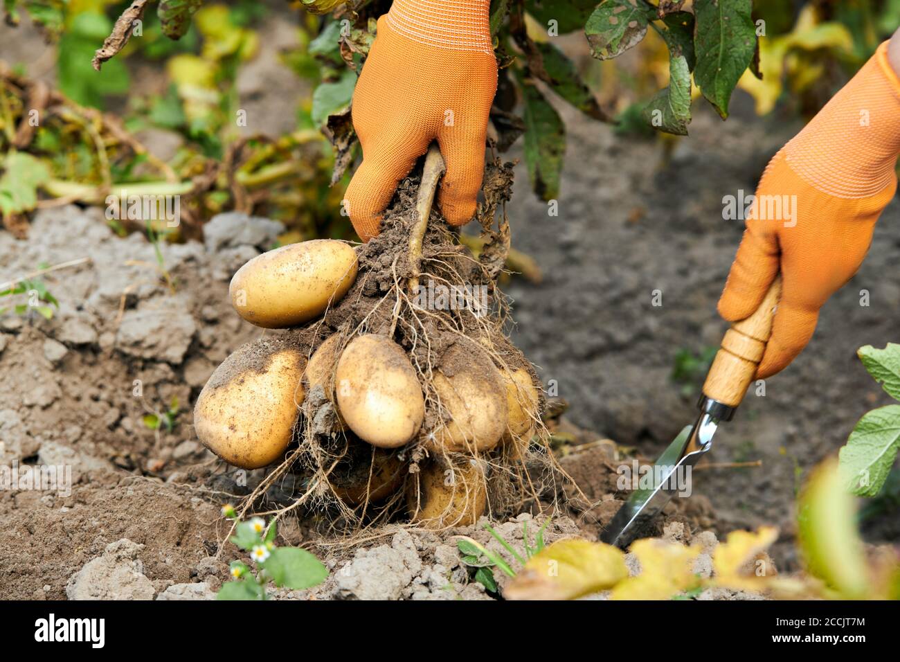 L'agricoltore tiene un raccolto di patate biologiche. Vegetale con tuberi sullo sfondo del campo. Foto Stock