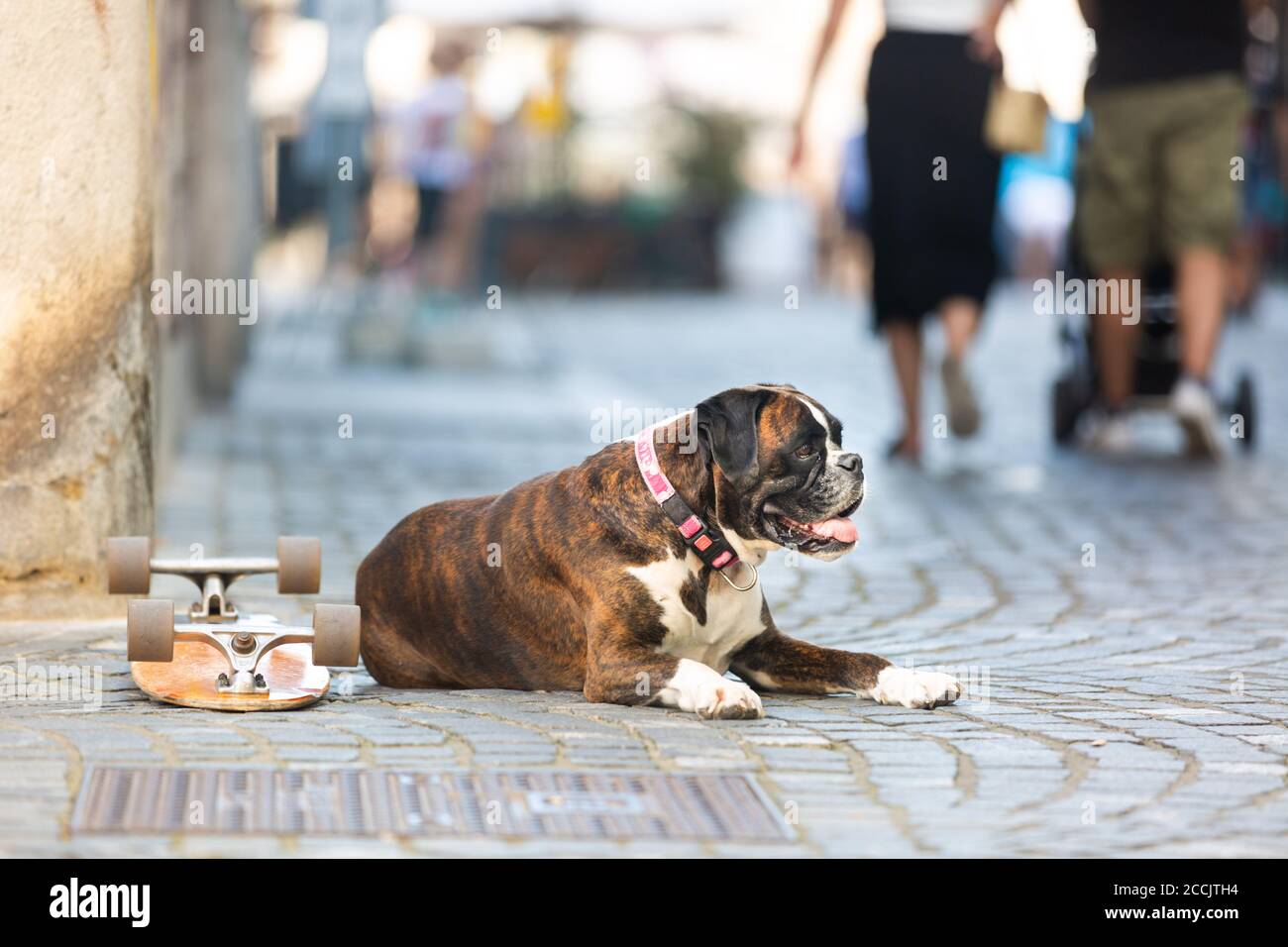 Bel cane da boxe tedesco con colletto rosso, sdraiato all'aperto sulla strada che protegge lo skateboard del suo proprietario Foto Stock