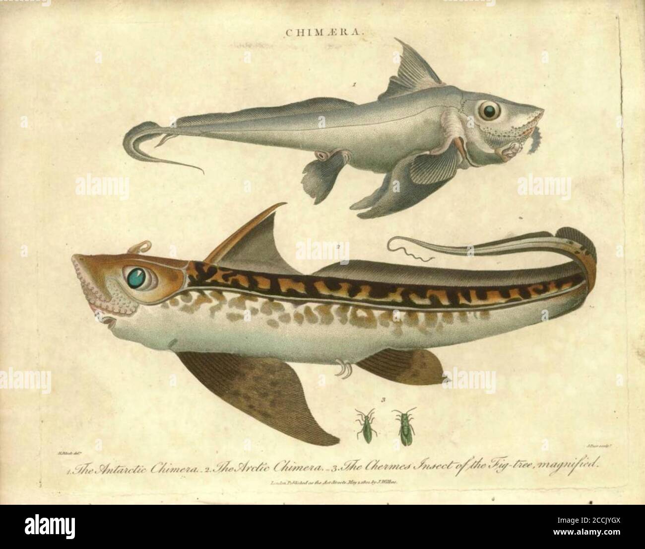 1. La Chimera antartica 2. La Chimera artica 3. Gli insetti di Chermes del fico. Incisione a mano su copperplate dall'Enciclopedia Londinensis OR, dizionario universale di arti, scienze e letteratura; Volume IV; a cura di Wilkes, John. Pubblicato a Londra nel 1810 Foto Stock