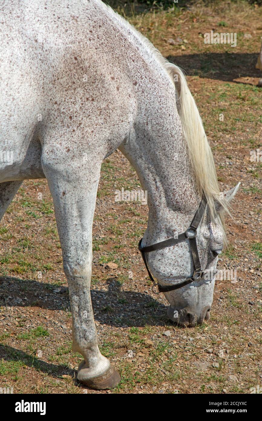 Un cavallo bianco di Lipizzan o Lipizzaner nell'allevamento di cavalli nella città di Lipica in Slovenia. Foto Stock