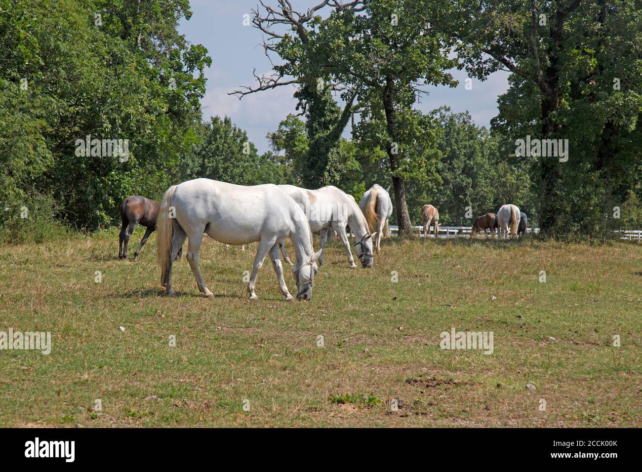 Un cavallo bianco di Lipizzan o Lipizzaner nell'allevamento di cavalli nella città di Lipica in Slovenia. Foto Stock