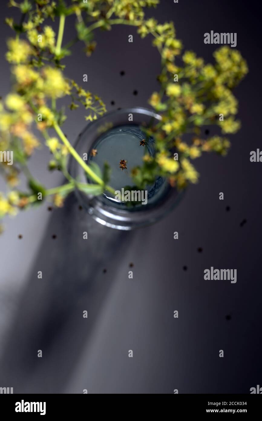 Fiori gialli sfocati dal mantello della signora (Alchemilla) in un vaso di vetro su sfondo grigio scuro, insolita prospettiva astratta e concentrarsi sulla stella-frassino Foto Stock