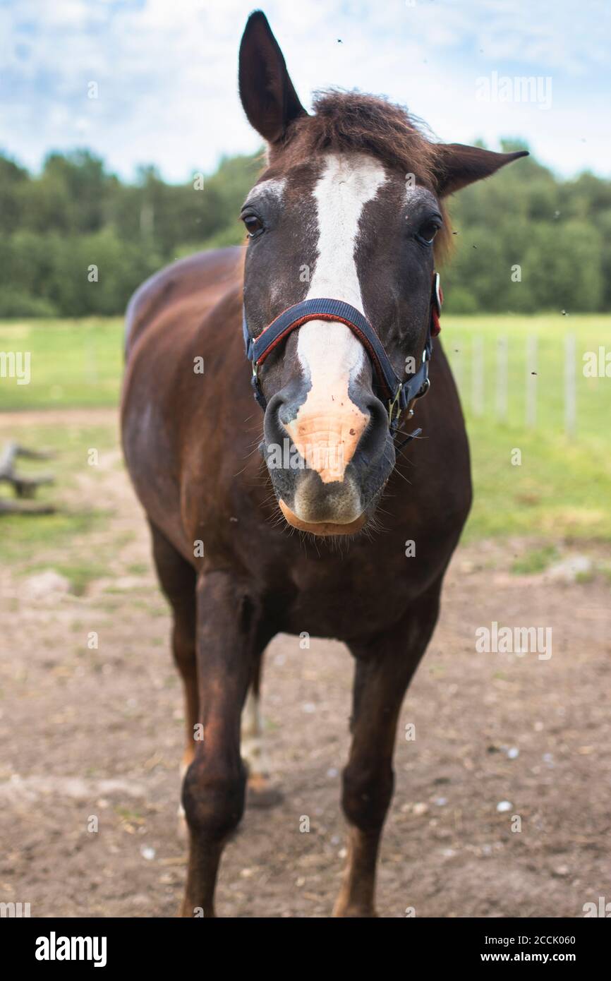 Ritratto di un cavallo in fattoria, un orecchio su uno giù Foto Stock