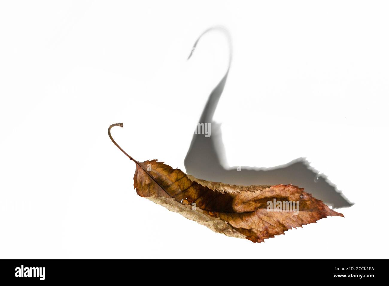 Foglia marrone appassita che getta un'ombra a forma di cigno, autunnale still life concetto con speranza per il prossimo anno, sfondo bianco grigio, spazio copia, Foto Stock