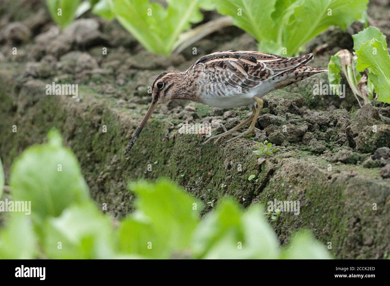 Pennacchio comune (Gallinago gallinago), nel campo di lattuga, Long Valley, New Territories, Hong Kong, Cina novembre 2018 Foto Stock