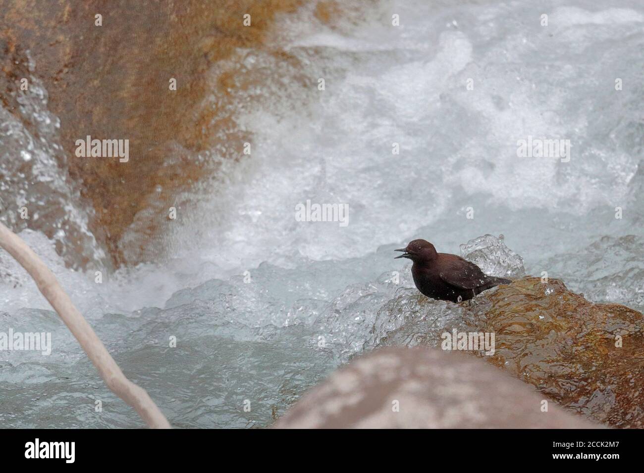 Brown Dipper (Cincludes pallasii), Riserva Naturale Nazionale di Tangjiahe, Sichuan, Cina 12 febbraio 2018 Foto Stock