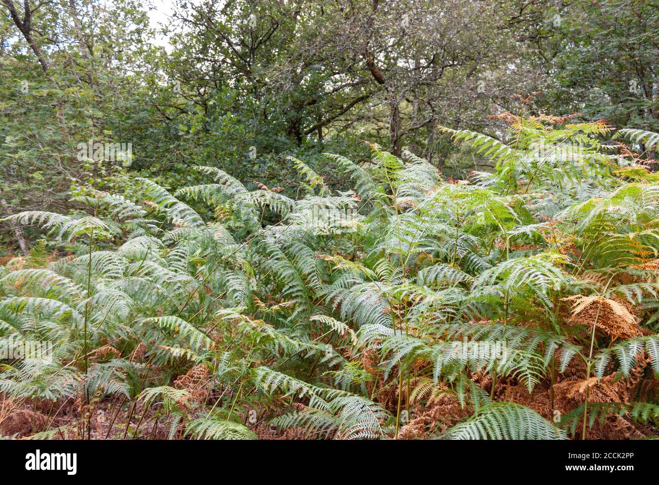 Belle piante nella foresta di Oakhanger, Hampshire, Regno Unito Foto Stock
