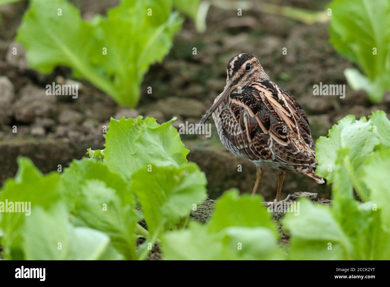 Pennacchio comune (Gallinago gallinago), nel campo di lattuga, Long Valley, New Territories, Hong KongSAR, Cina novembre 2018 Foto Stock