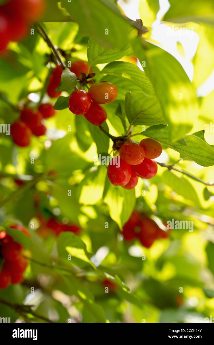 Le ciliegie cornelie (Cornus mas) che crescono in primavera Foto Stock