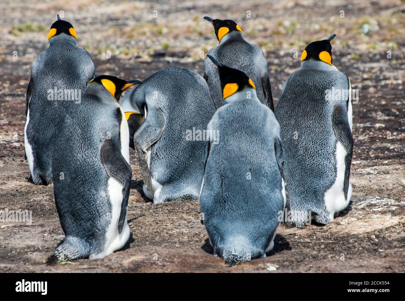 I pinguini del re (Atenodytes patagonicus) sull'isola di Saunders Foto Stock