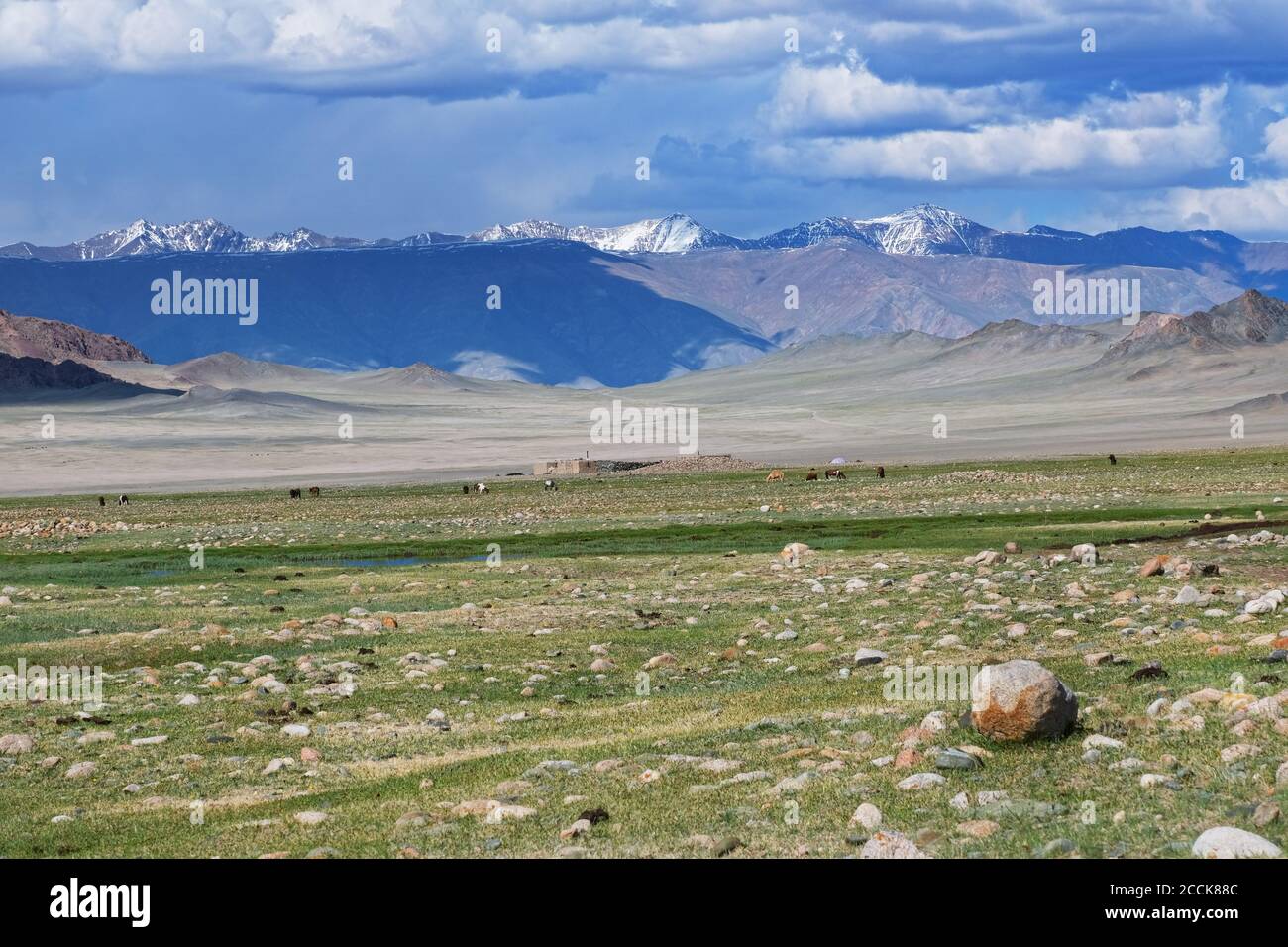 Paesaggio mongolo con steppa di montagna con la ger e mandria di cavalli, pecore e mucche. Mongolia occidentale Foto Stock