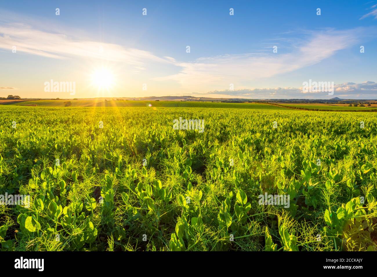 Campo di piselli verdi (Pisum sativum) al tramonto estivo Foto Stock