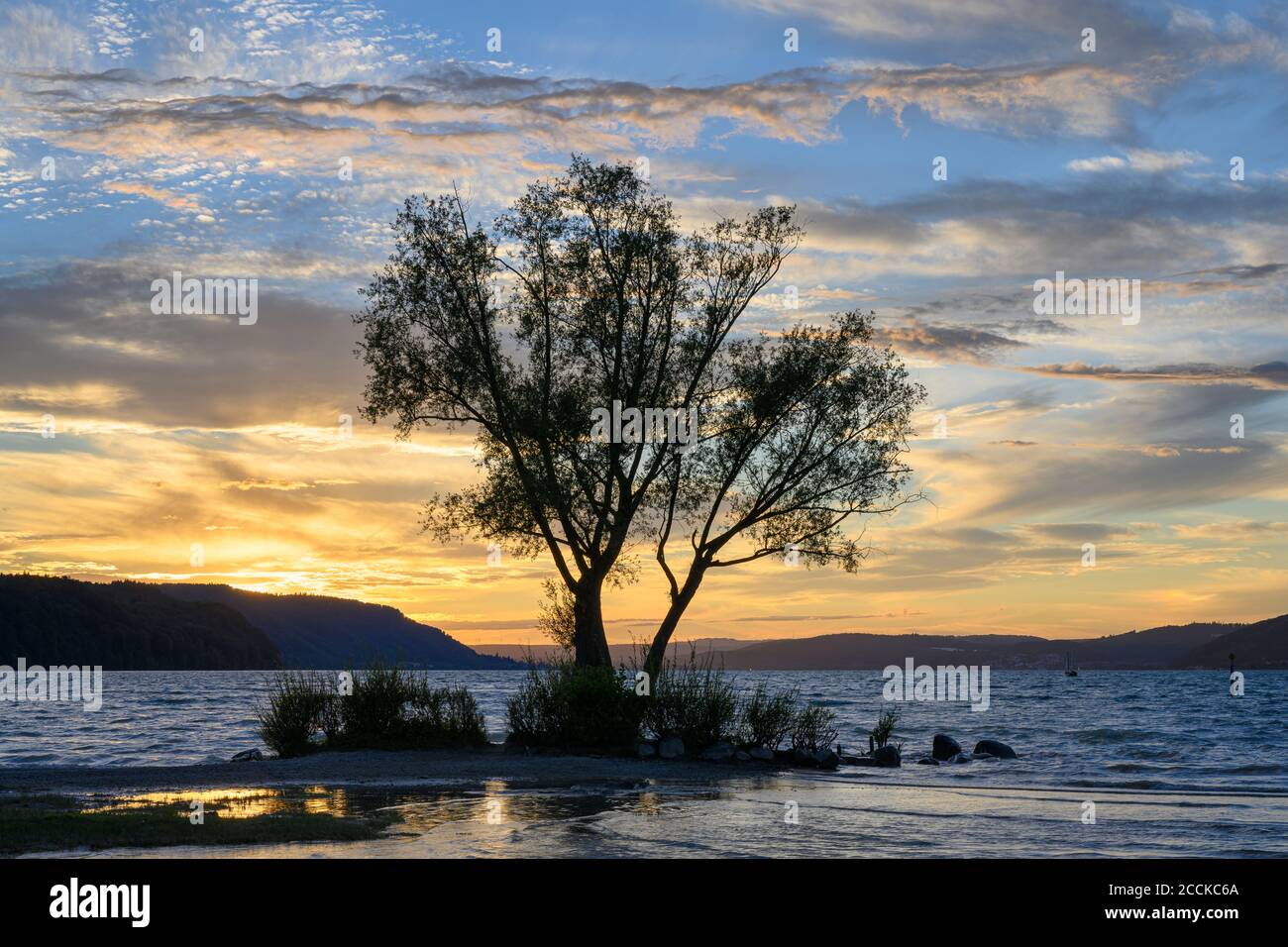 Silhouette di albero che cresce sulla riva del lago di Costanza al tramonto Foto Stock