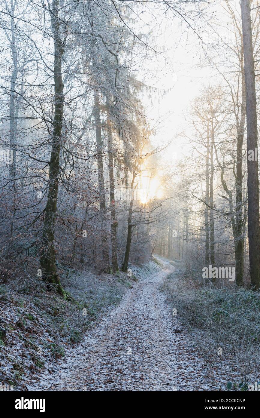 Germania, Renania-Palatinato, sole invernale che illumina un sentiero vuoto nella foresta di Palatinato Foto Stock