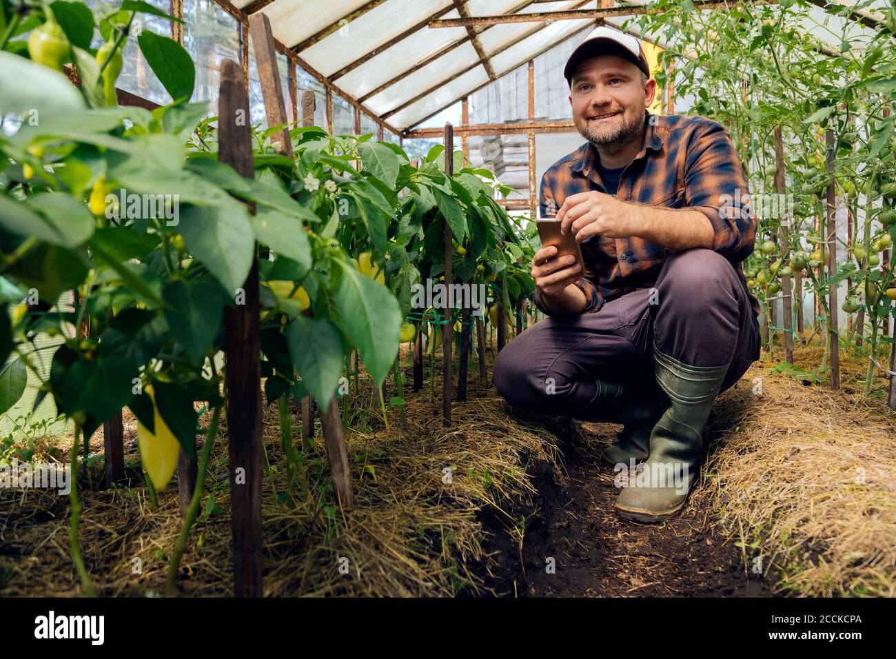 Sorridente agricoltore con telefono cellulare accovacciato da piante di pepe in serra Foto Stock